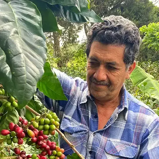 Byron Corrales among the coffee trees, checking ripening cherries on the branch
