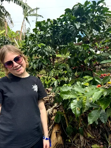 A visitor standing among coffee trees heavy with ripening cherries