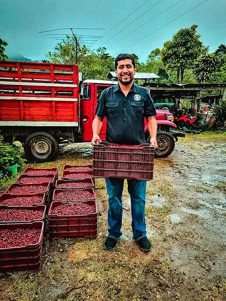A worker holding a crate of freshly picked red cherries beside a loaded truck