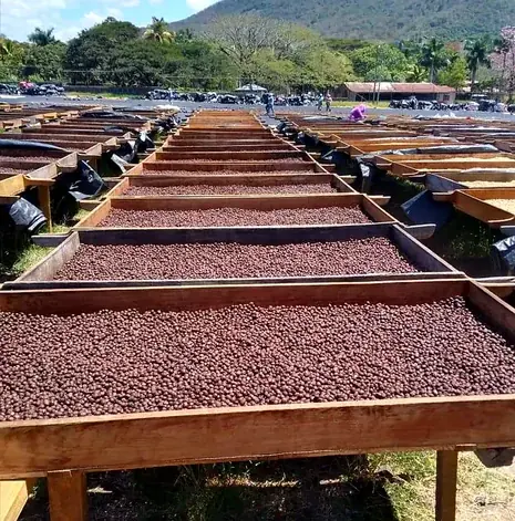 Long rows of raised drying beds covered in cherries, a mountain ridge behind