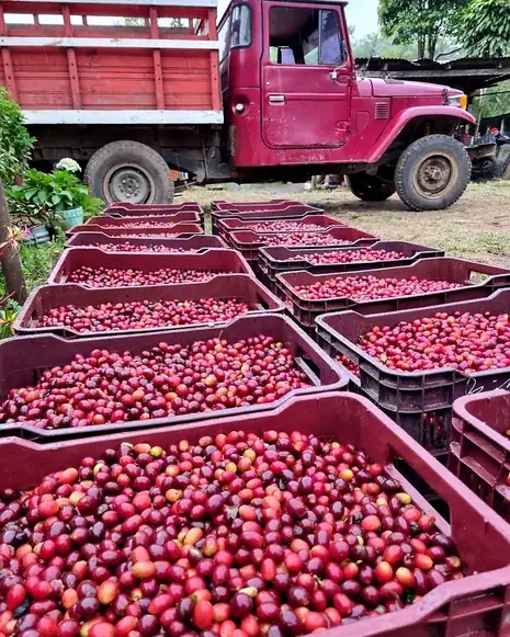 Crates of freshly picked red cherries stacked beside a farm truck at harvest