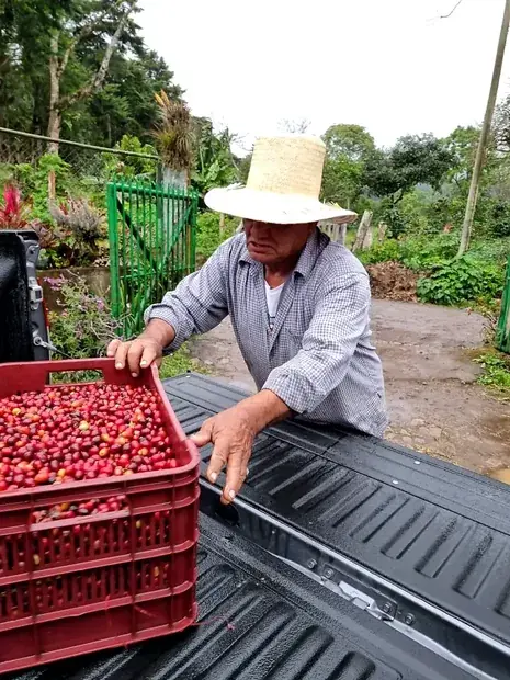 A grower in a wide-brimmed hat loading a crate of cherries into a truck bed