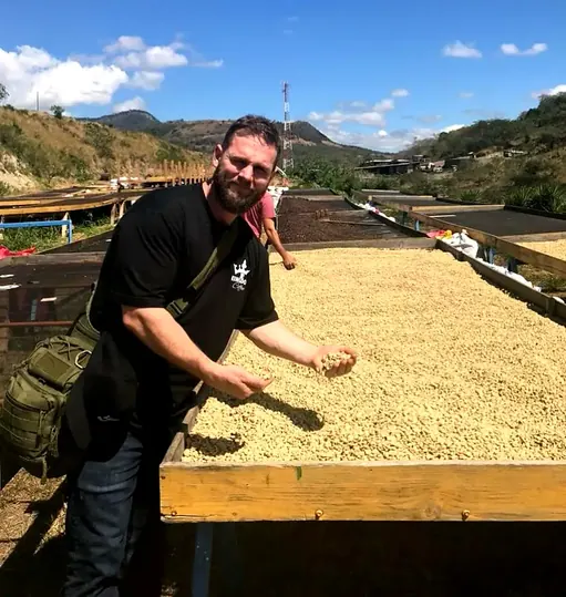 A worker raking parchment coffee across a raised drying bed in full sun