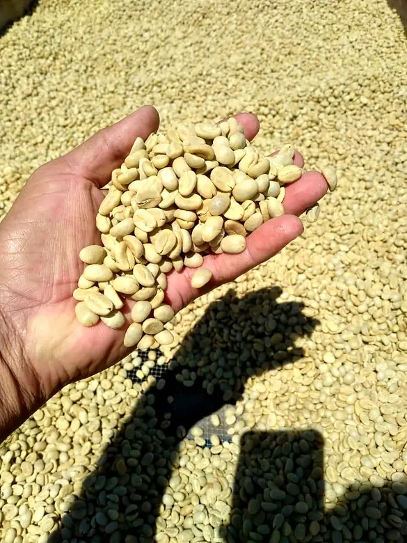 A handful of clean green coffee beans ready for export